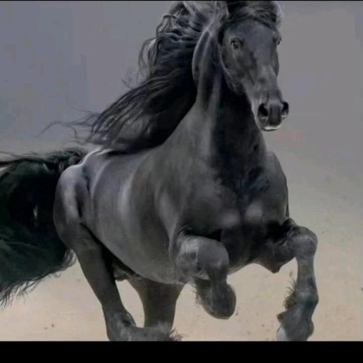 叶....浪