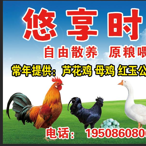 一个散养鸡的小哥哥