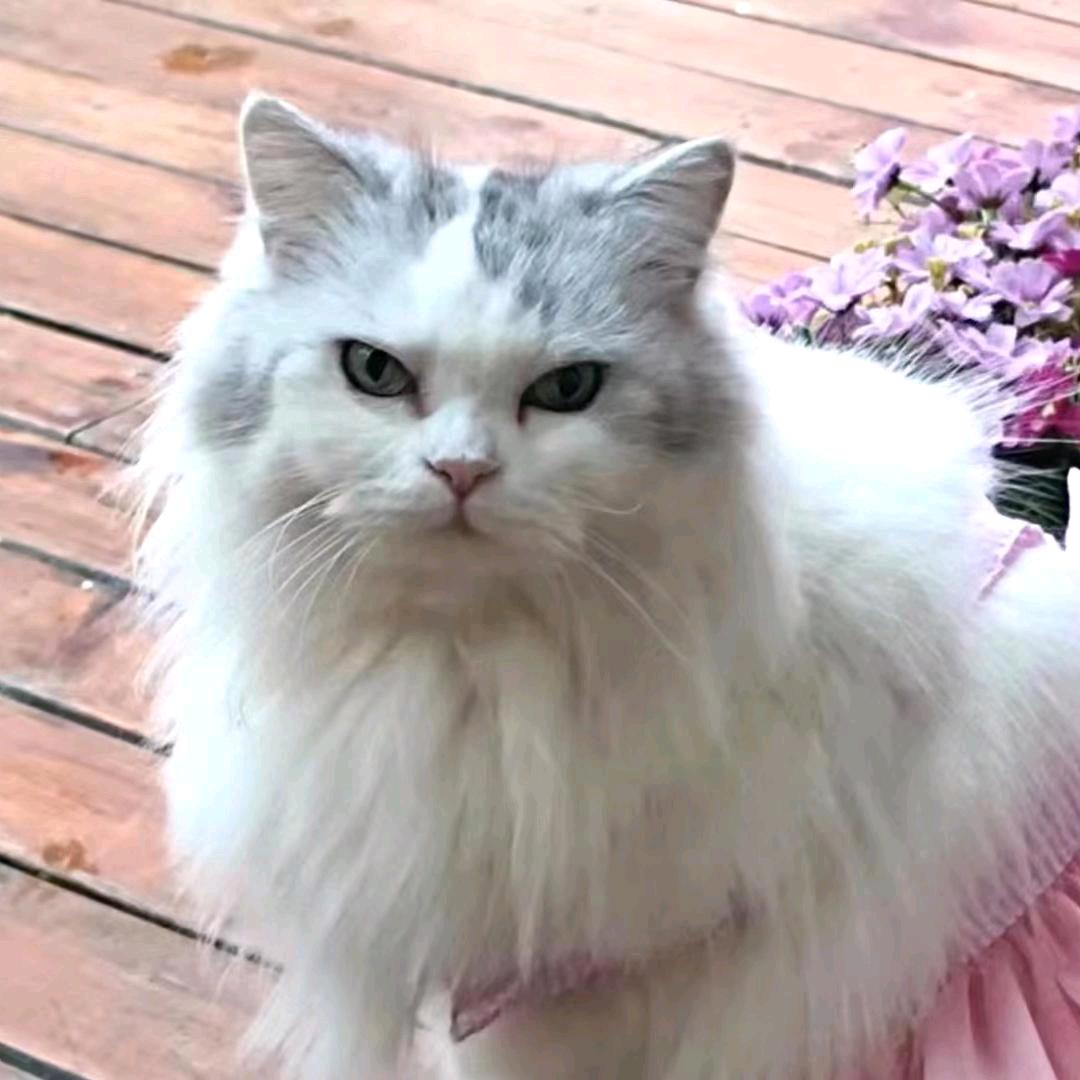 ꪋꪆ꫁ 莫 ꦿ 念 ᭄