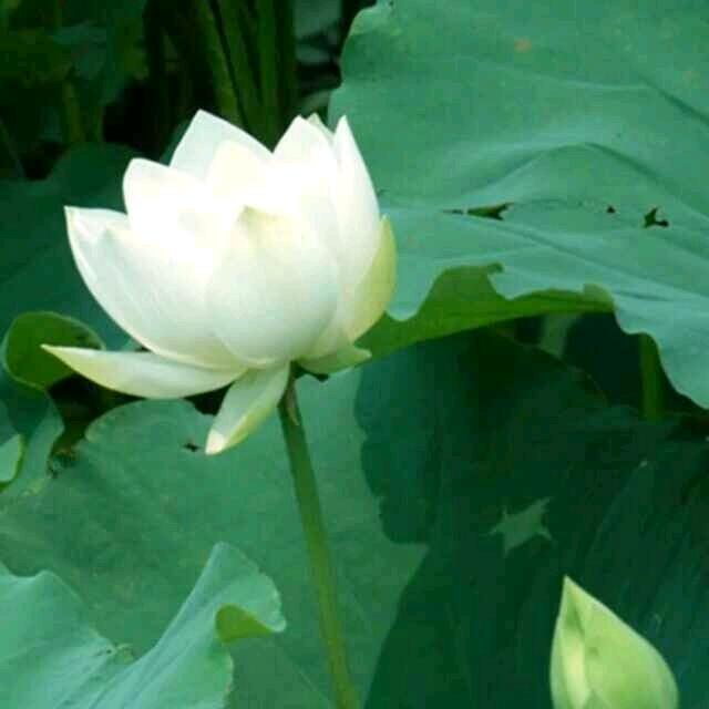 芬妮