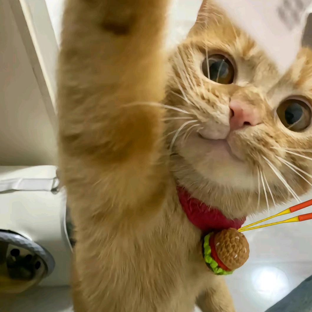 羽食俱进🏸🏸（小黄）