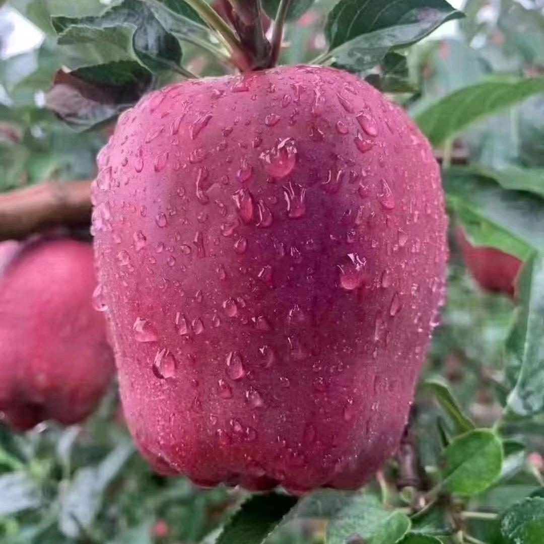 花牛苹果