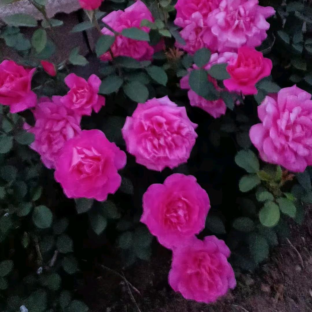 夜空中最亮的星