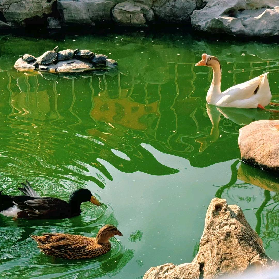 ∠( 小ᐛ 」∠丑)_看戏