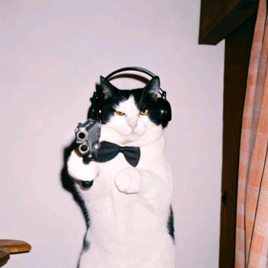 猫喵喵喵