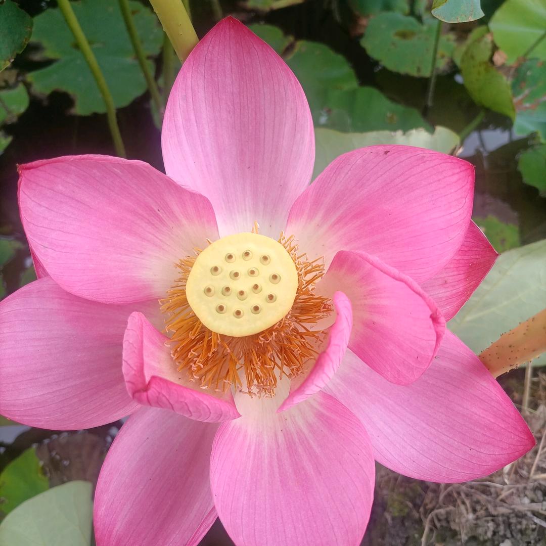 开心果