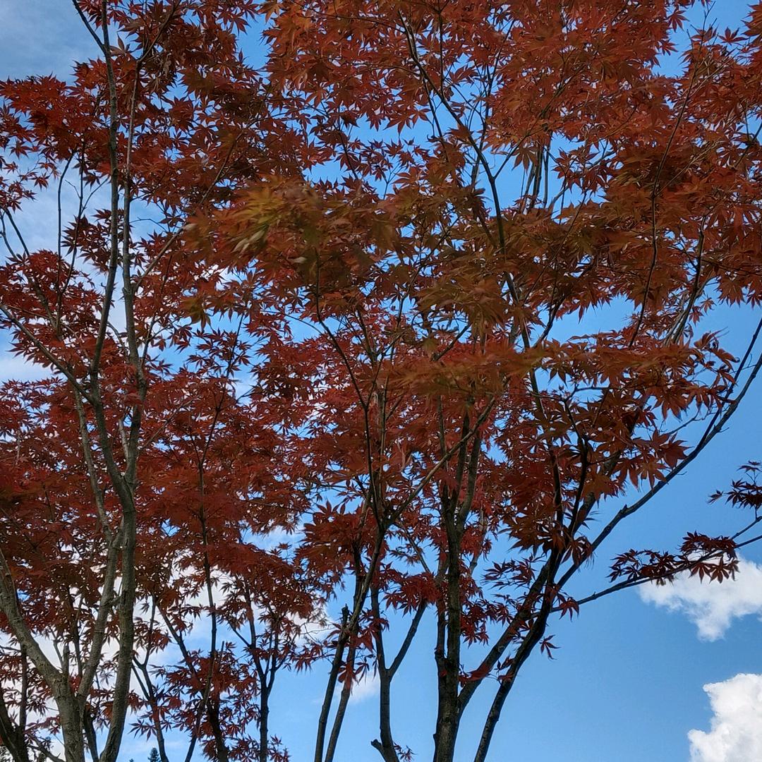 呢还好吧
