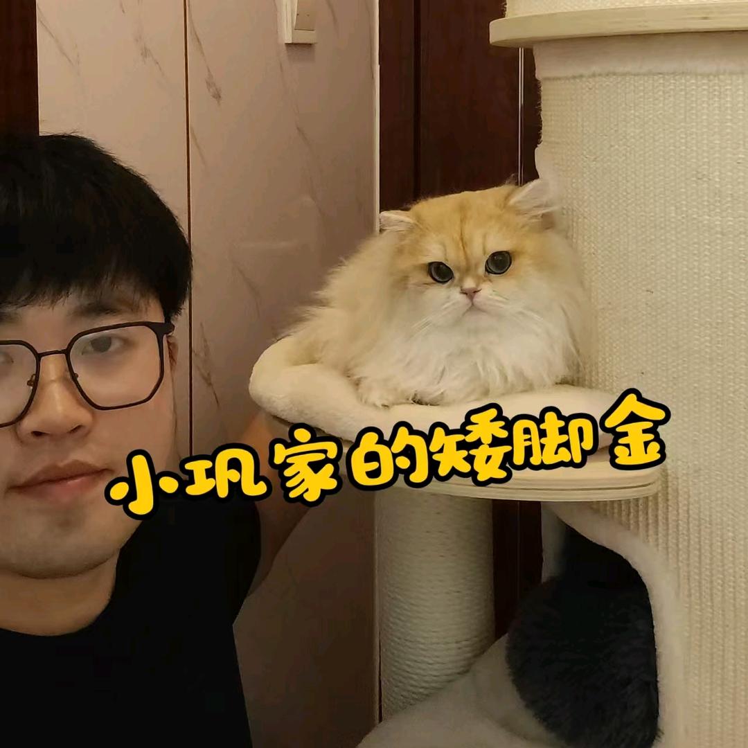 小巩家的矮脚金