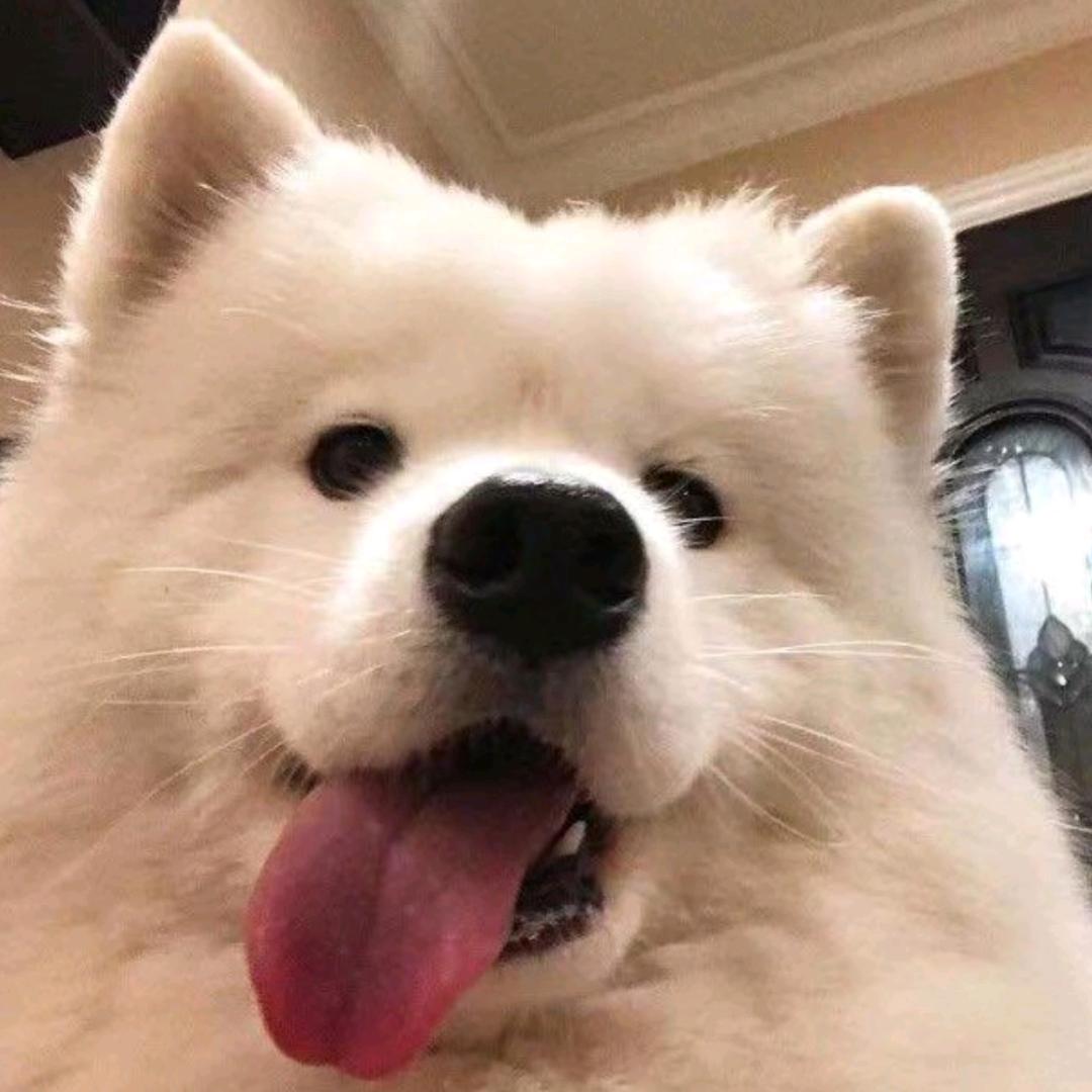 彪彪多寂寞！