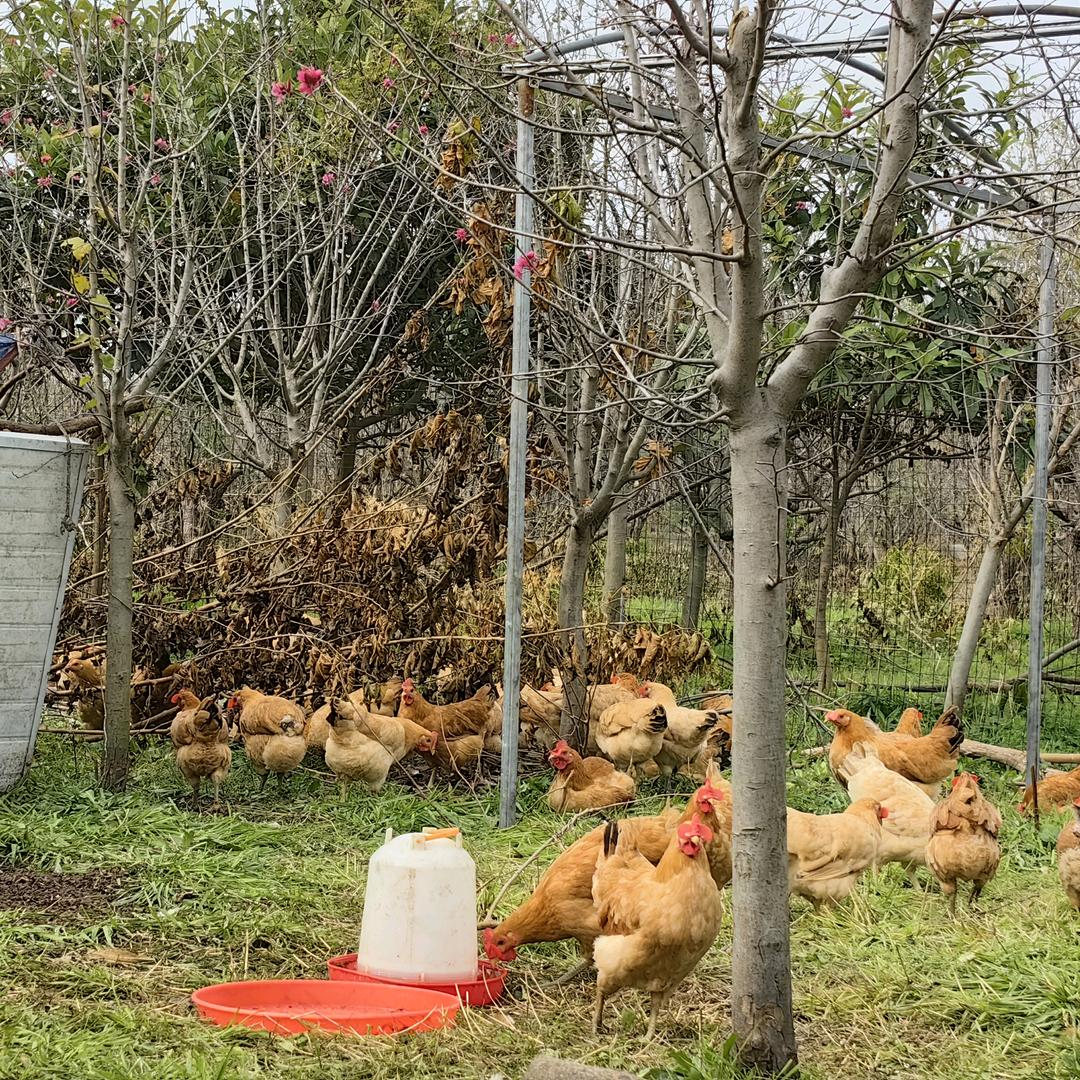 鑫鳄湖农场