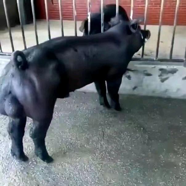 国寿黑金刚育种基地