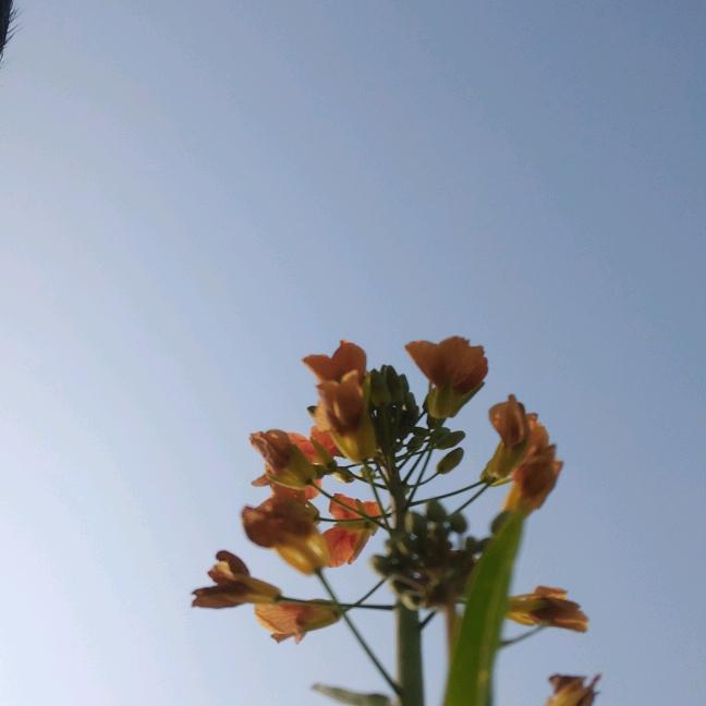 缘份🌿