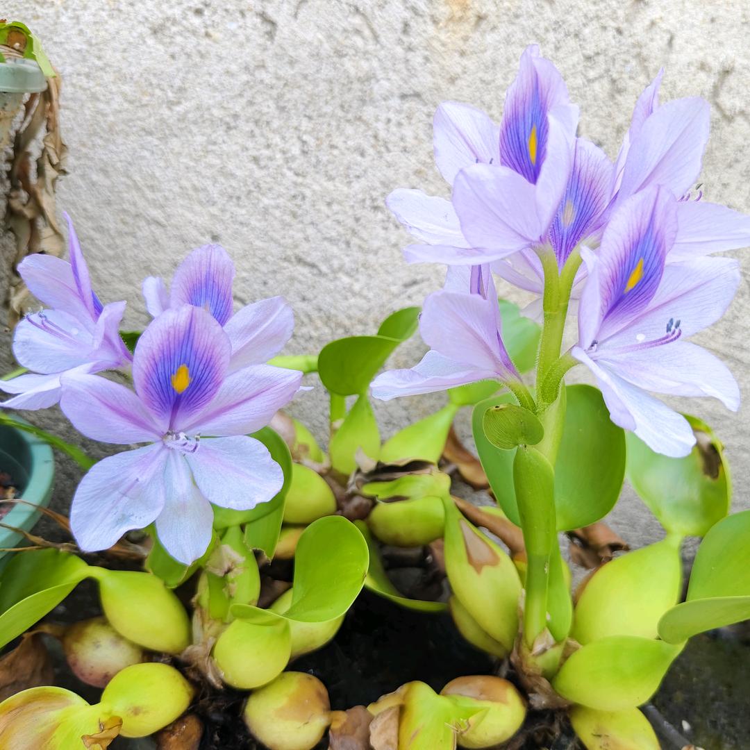 小YQ茶壶🌈