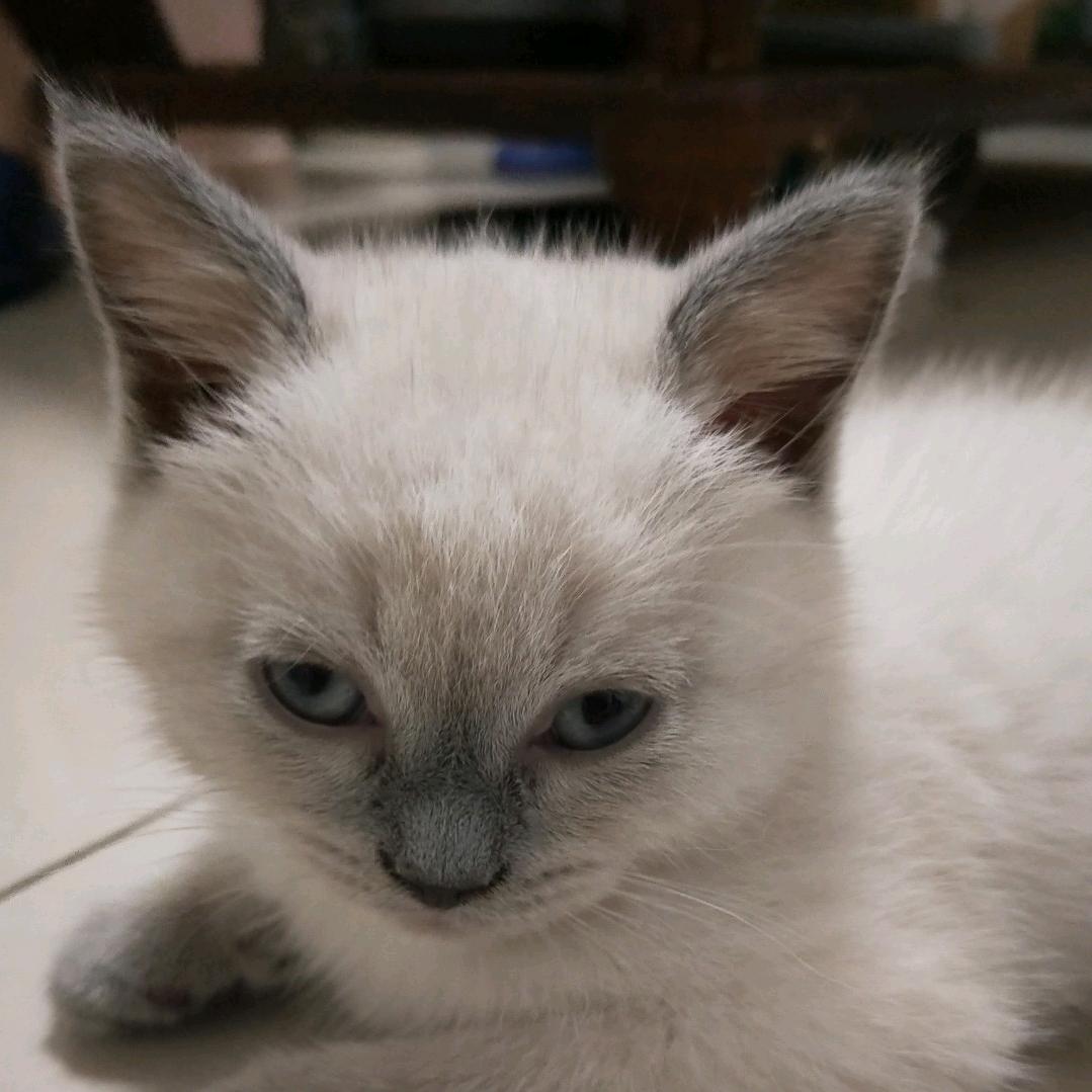 猫🐱🐱