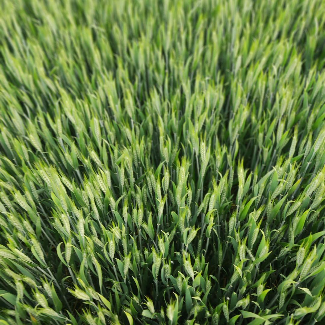 洲哥