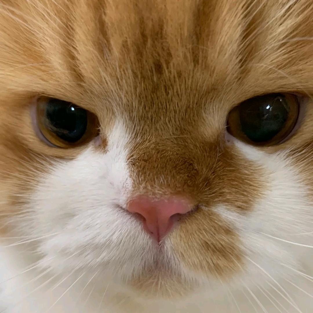 耶耶比耶（小鹅版）