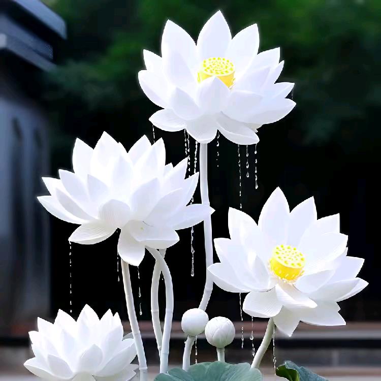 明静莲花