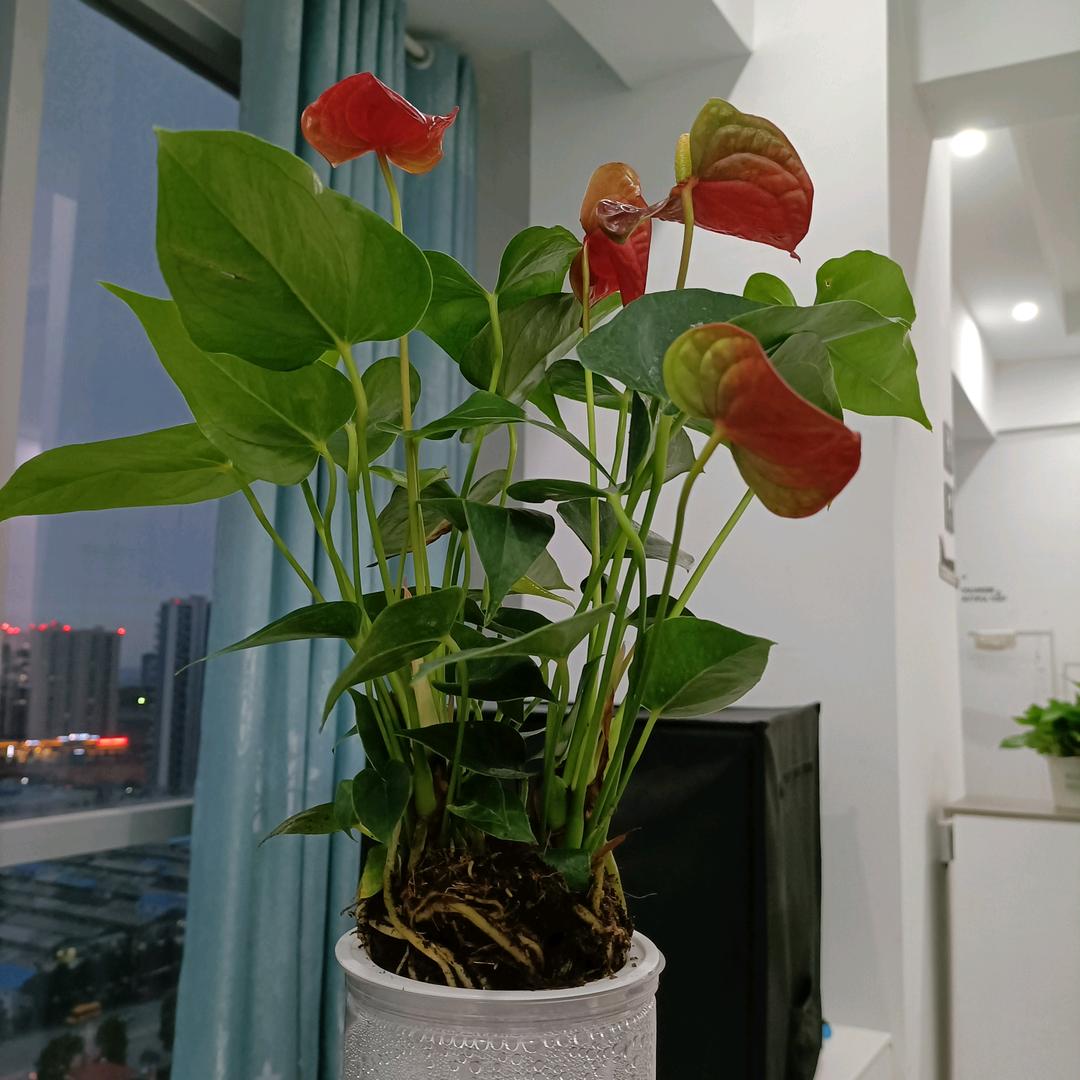 劲火企业店爆护专享