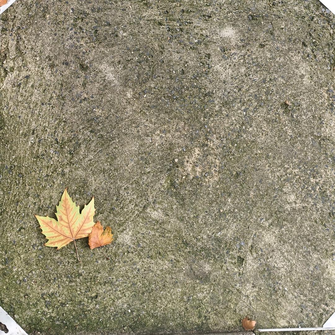 胡说八道研究员