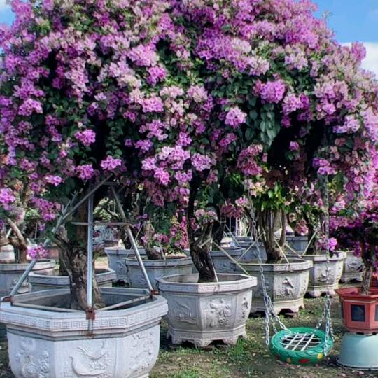 创新三角梅盆景