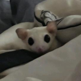 小彩虹是小猪虫