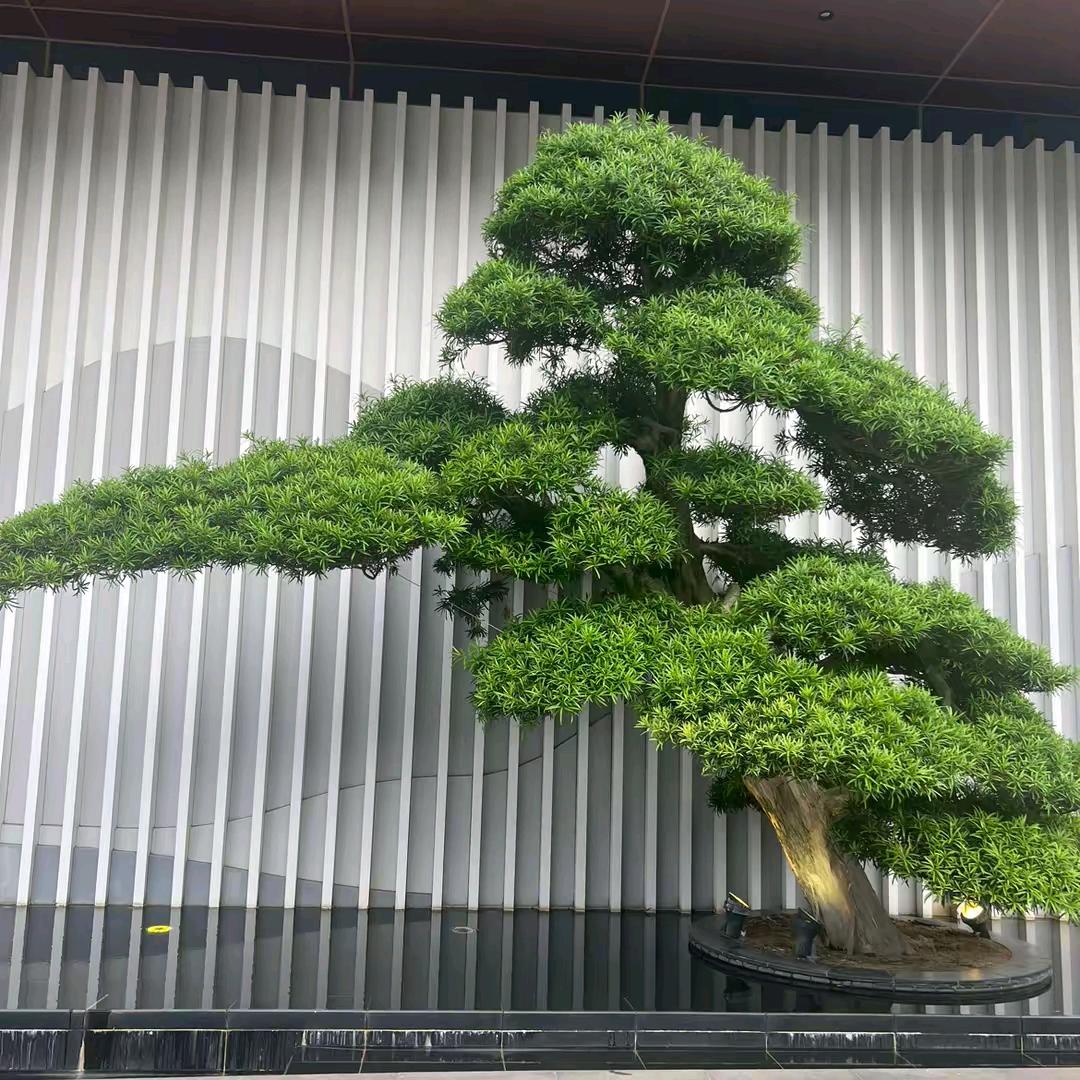 社会靠实力