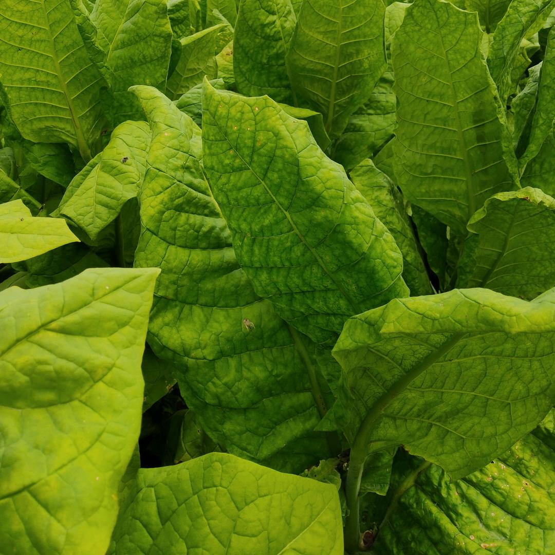 AAA