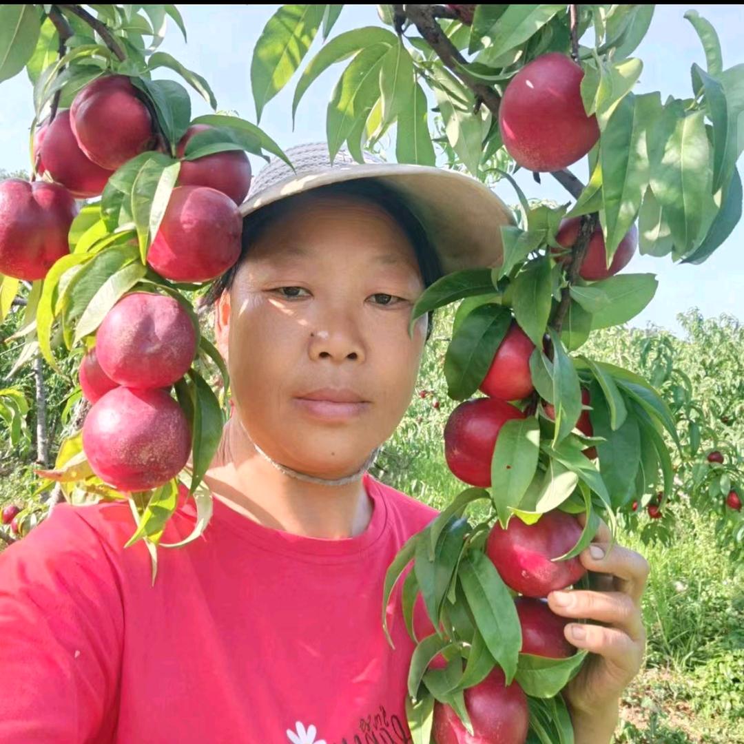 小秦农家果园06:30