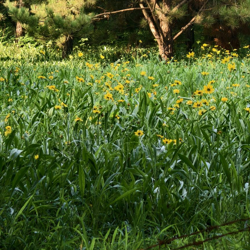 皇家丽美兴华北街