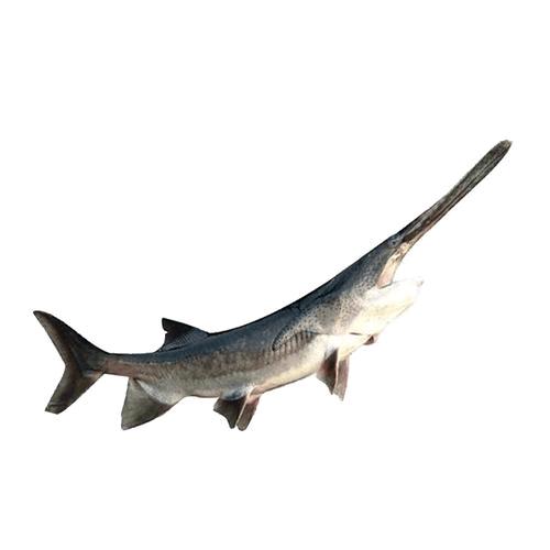 鸭嘴鱼育苗基地