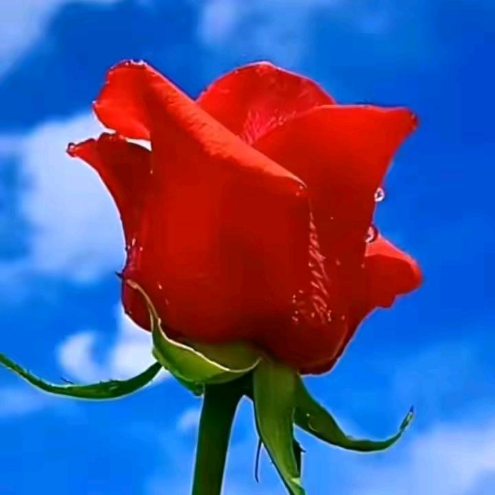 心态好⊙ω⊙健康到，崔