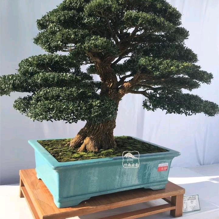皓月
