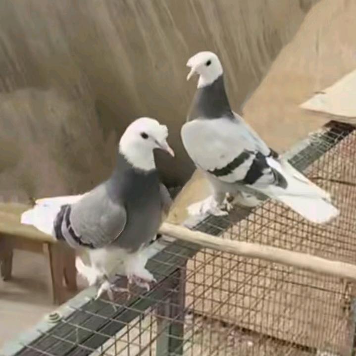 阿克苏艾力翻翻鸽子