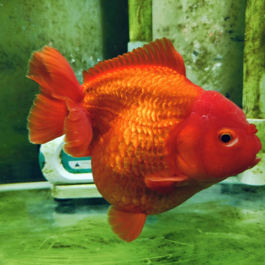 我睡觉的时候不困