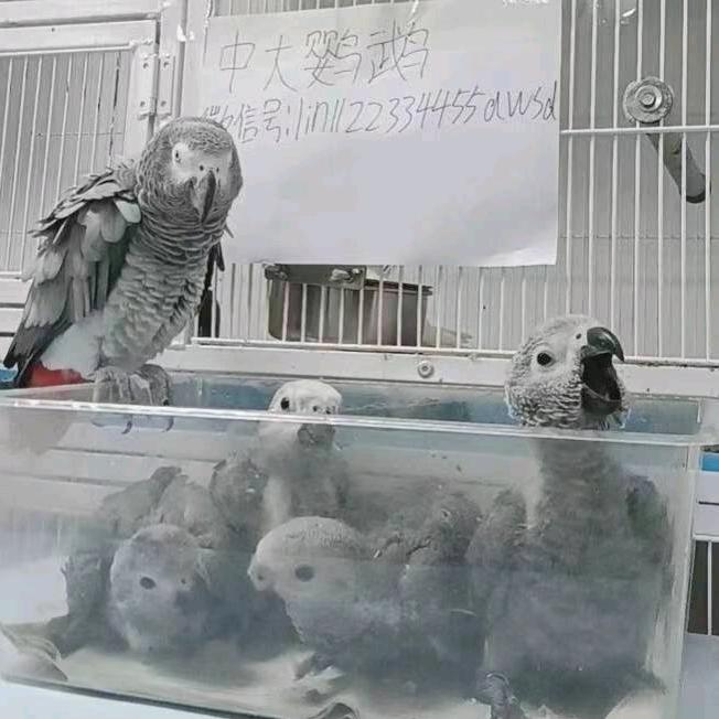 小林中大鹦鹉散养