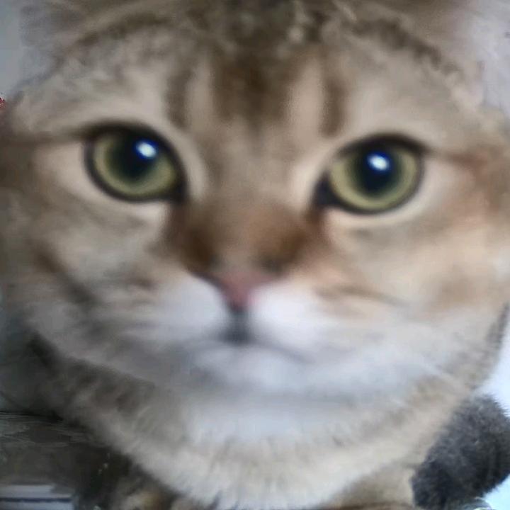 富贵喵?