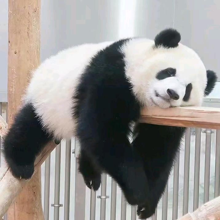 皇上吉祥