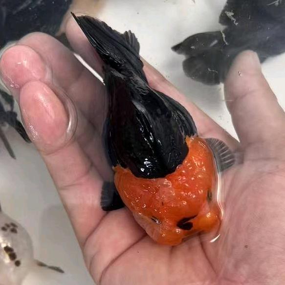 小玲鱼