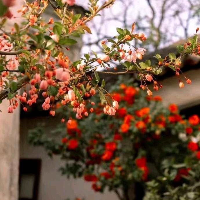 小太阳