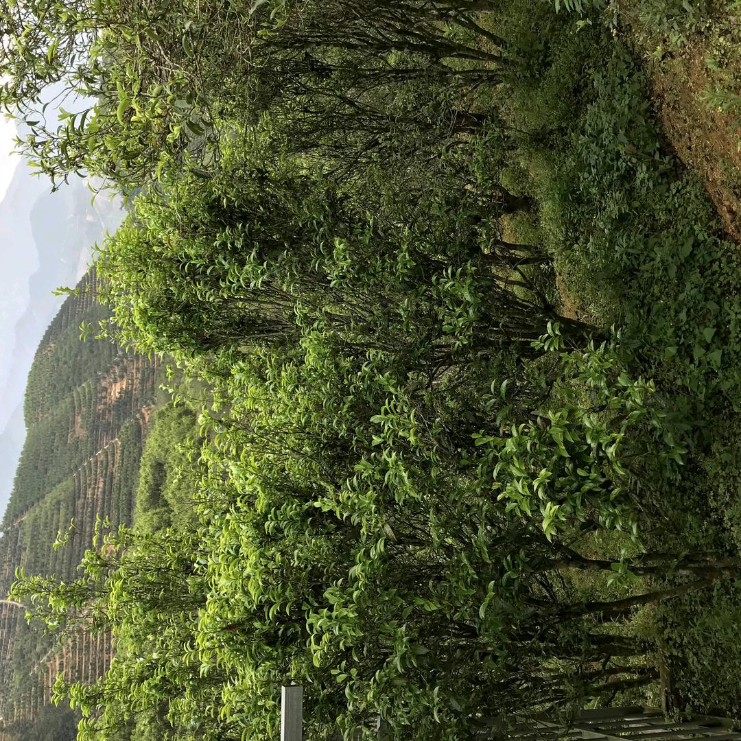 茶意蜂，