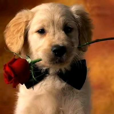 🌈我是一只小鸟