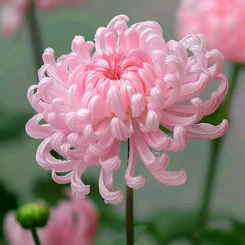 💞᭄᪲ᩚ꯭