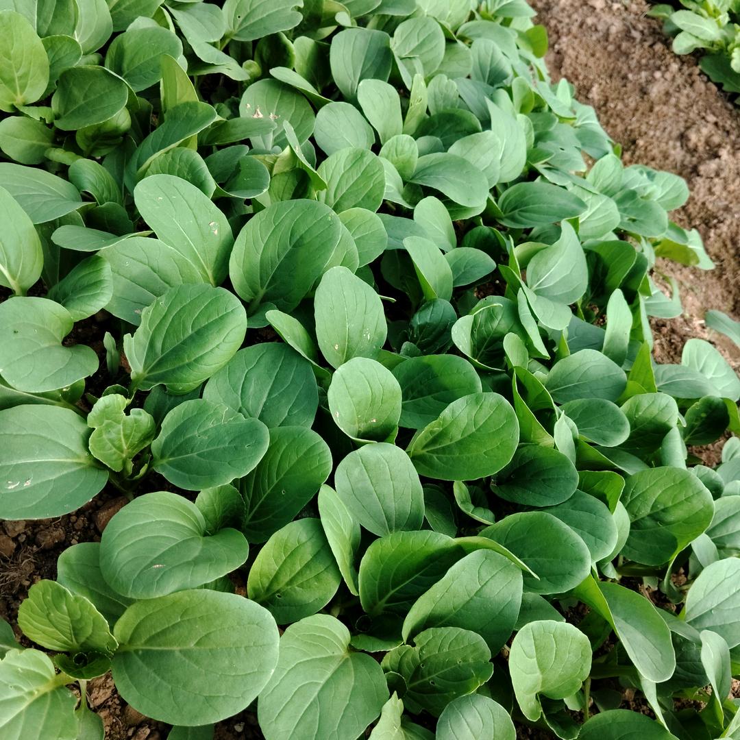 小苏爱种菜