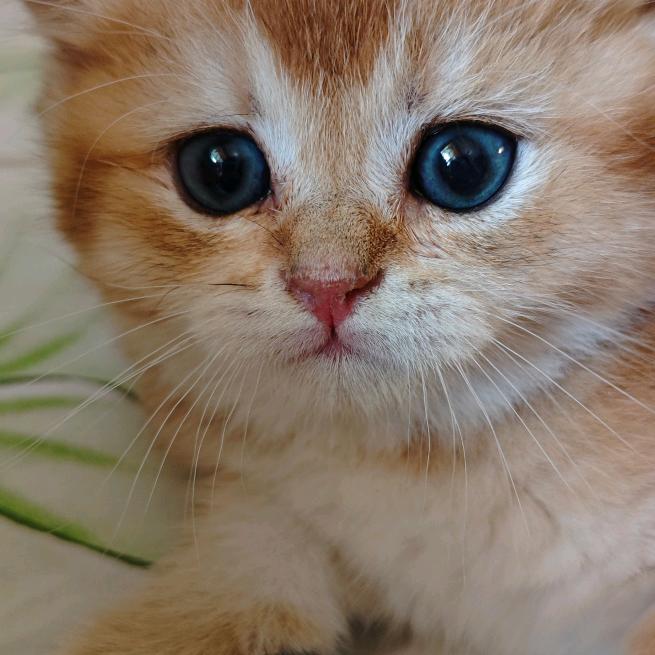 老猫