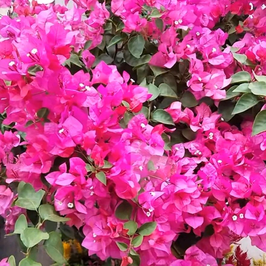 张满花