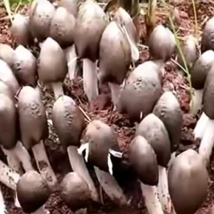 用户5258314082524