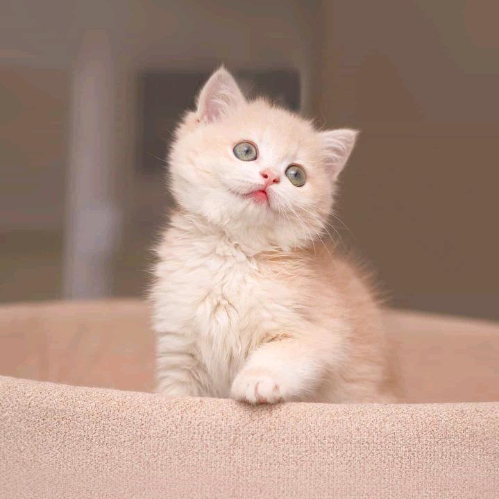 小虾米