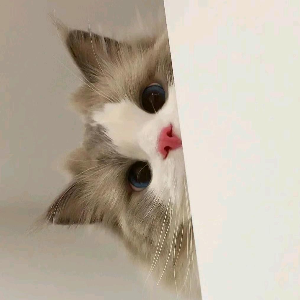 眠眠不爱说话🌾