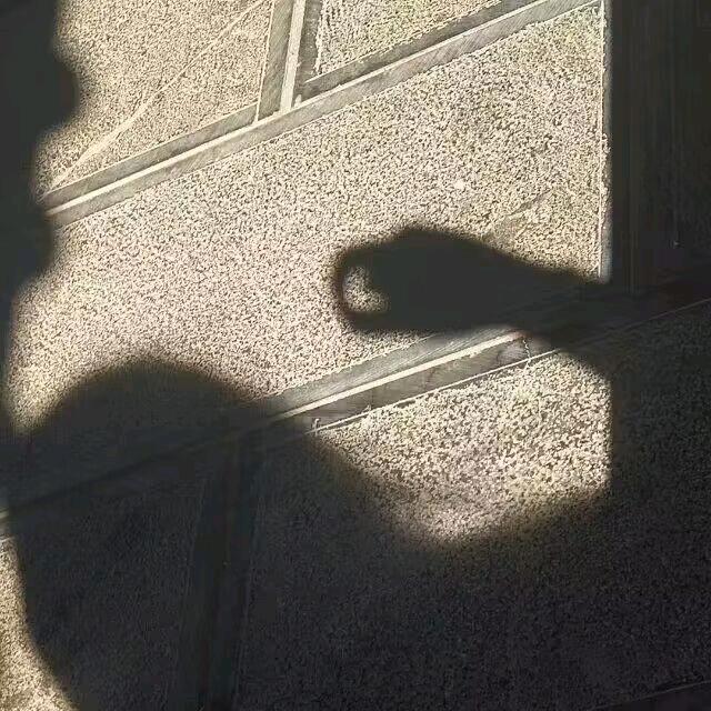 亚伦西亚月亮上的猫