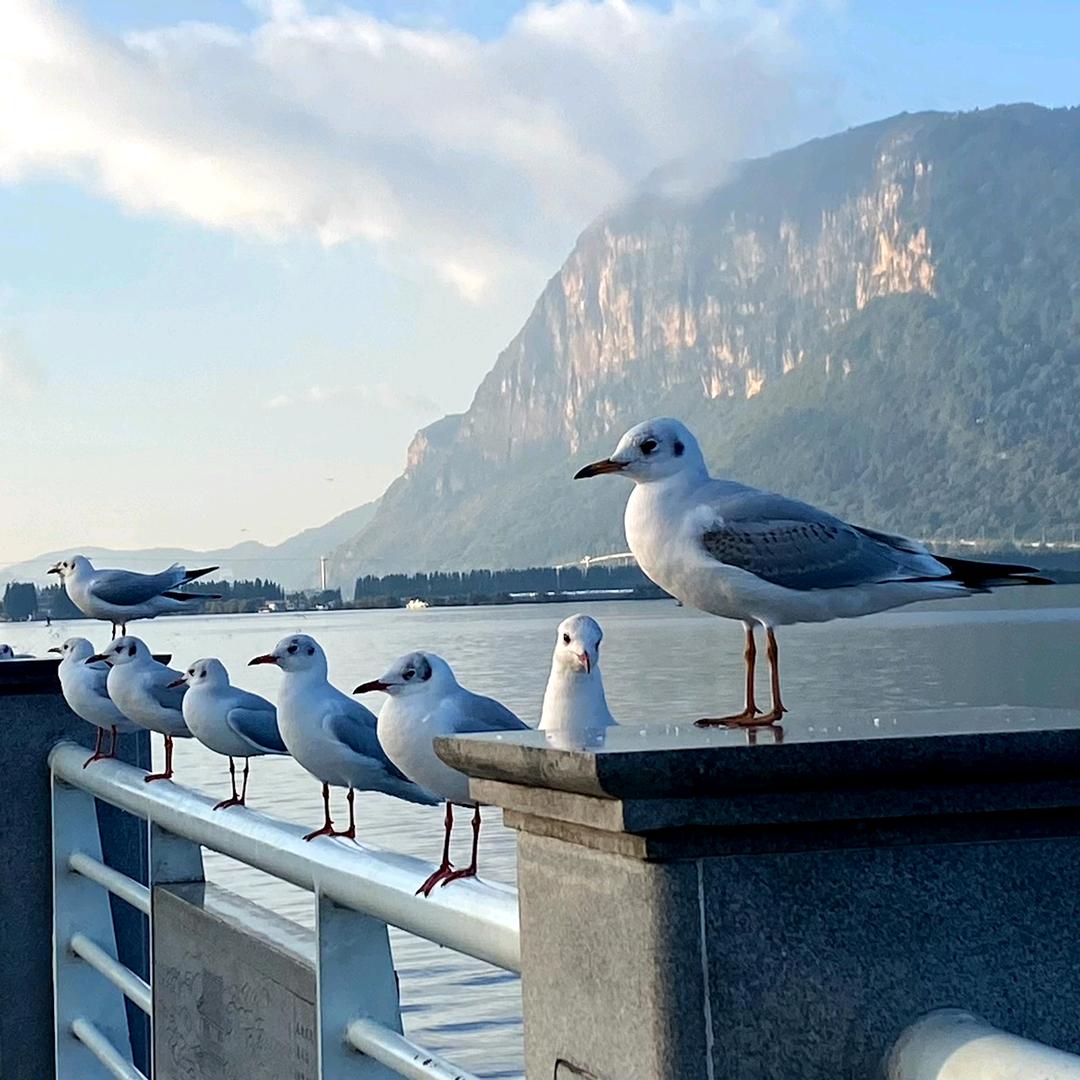 九夏芙蓉～彩腾